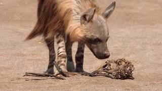 Brown hyena: the misunderstood predator of Southern Africa