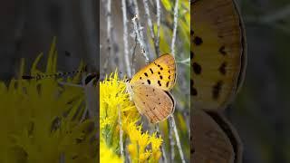 National Hummingbird and Butterfly Day   #youtubeshort #butterfly #butterflywatching