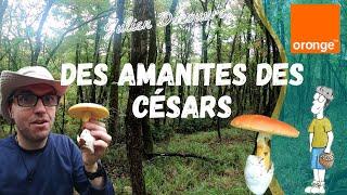 Des Amanites des Césars !