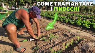 COLTIVARE FINOCCHI a SETTEMBRE: come TRAPIANTARLI!