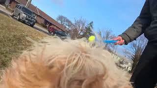 Chasing balls: A Dog Perspective!