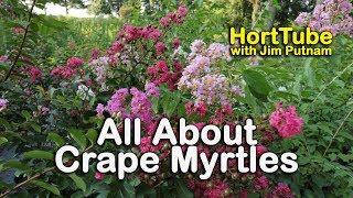 All About Crape Myrtles (Growing and Maintaining Crape Myrtles)