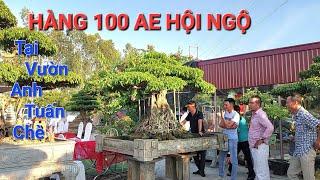 HÀNG 100 nhà vườn HỘI NGỘ tại NV anh TUẤN CHÈ - Cầu Bía - Ninh Giang - HD .