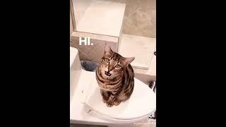 Videos to prove that cats can talk