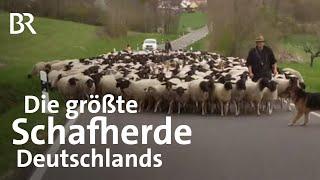 So lebt Deutschlands bester Schäfer | Hütehunde, Schafe, Lämmer | Landwirtschaft | BR