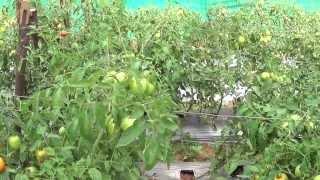 BT Organic Farm Tomato