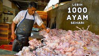 1000 Ayam Lebih SEHARI?! Intip Bisnis Supplier Ayam Terbesar Banda Aceh!