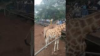 African Village Life//Neck Hugs And NibblesMUST WATCHRaw and Uncut#travel#travelvlog