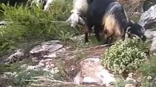 Dağlarda keçi otlatırken /leylo. Çoban