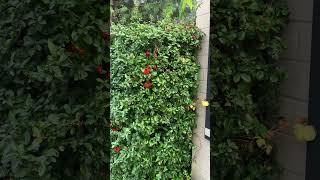 Pyracantha: more pruning, fewer berries! #gardening #landscaper #shrubs #pruning