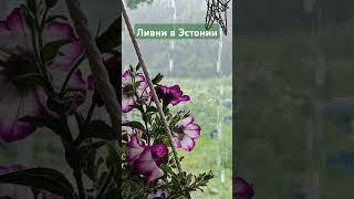 #хуторвэстонии #цветы #talu #хутор #eesti #эстония #garden #петуния #тумбелина #махровая #ливень