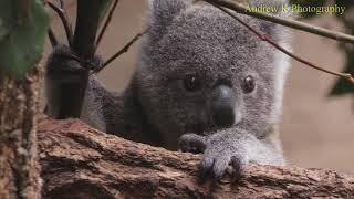 Koalas - Australia's cutest wild animals