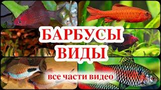 БАРБУСЫ ВИДЫ все части видео про барбусов