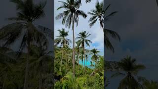 Palmtree View on Koh Tao #kohtao #thailand #travel #reisen #view #beautifulnature #palmtrees