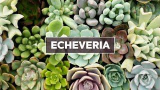 Echeveria Succulents 101 -  Care Tips & Unique Traits