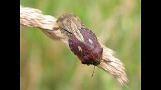 Tortoise Bug - a climatic success story