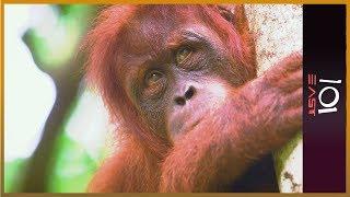  The Orangutan Whisperer | 101 East