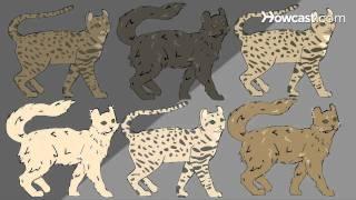 How to Identify Rare Cat Breeds