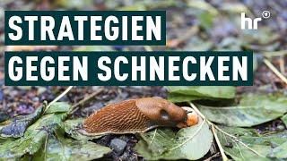 Schneckenplage – Was hilft? | Die Ratgeber