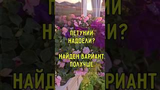 Если петунии надоели