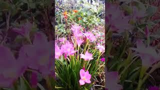 Rainflower
