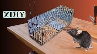 DIY Non-Lethal Cage Trap: Easy Build for Rats, mink or others