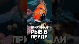 Приручили рыб в пруду!