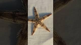 морская звезда