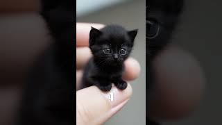 Сutest Mini Kitty For Your Mood  #shorts