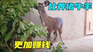 比养猪牛羊更加赚钱行业，1只卖35000元，养58只年入78万【三农雷哥】