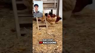 4 Things to Ward Off Chicken Predators