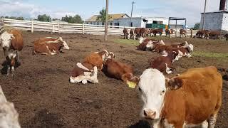 Симментал Герефорд телки в продаже КРС  Simmental Hereford heifers for sale of cattle