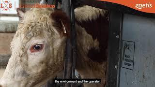 Zoetis Cattle - Introduction and Talking Prompts