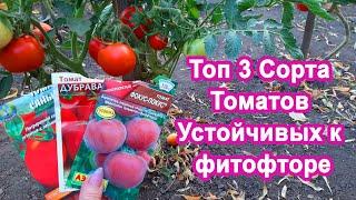 Лучшие 3 сорта Томатов. Урожайные + Мясистые. Раскрываю идеальные помидоры устойчивые к фитофторе.