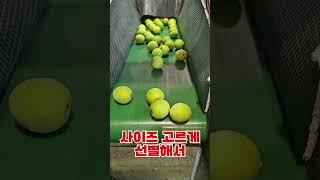 하동 매실 수확시기 선별 청매실 홍매실 쪼갠매실 010.9906.7800