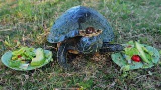 Turtles Love Taco Tuesday!