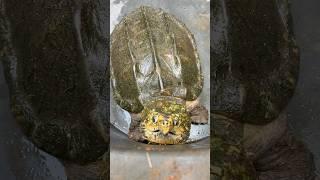 Alligator Snapping Turtle ESCAPED!! #alligatorsnappingturtle #reptiles #turtles
