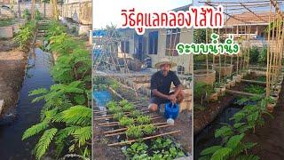 วิธีดูแลคลองไส้ไก่ ระบบน้ำนิ่ง | ผักปลอดสารพิษบ้านน้องปลายฝน