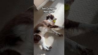 Jobs that Springer Spaniel would be good at (Part 12) #funny #funnydogs #dog