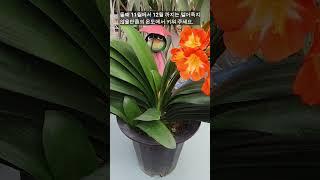 3 tips to make your orchid bloom