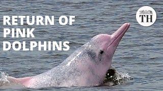 The return of the rare pink dolphin