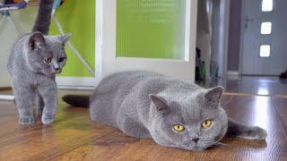 Blue British Shorthair Cats