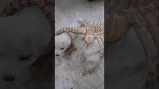 Funny puppy vs Facehugger fight continues  #facehugger #puppy #puppies #diy #robroisneakers