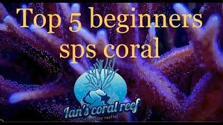 My top 5 easier (beginner) SPS Coral.