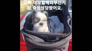 토리왕자