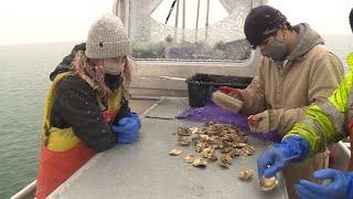 Maine company works all winter to harvest oysters, scallops, kelp from Casco Bay