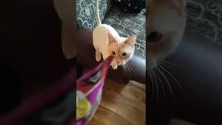 #foryou #cat #amuzant #mojo #pisici #youtubeshorts #youtube #catlover #funny