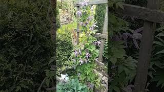 Сад спасла от мороза. Надеюсь больше не будет возврата холода