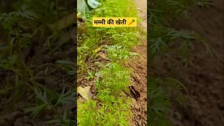 Kitchen gardening by mother️#shorts#youtube shorts#viral video#plants#garden