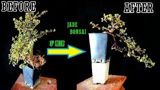 Bonsai Design | Dwarf jade portulacaria